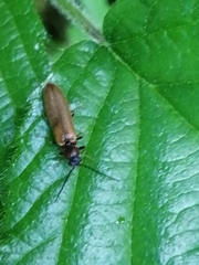 Denticollis linearis