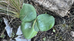 Haemanthus humilis