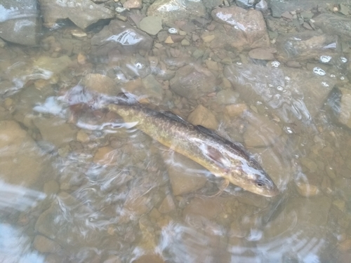 Microgadus tomcod