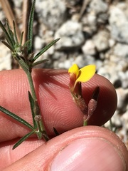 Acmispon oroboides