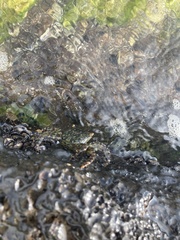 Metopograpsus thukuhar