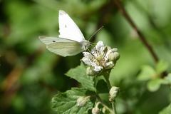 Pieris rapae