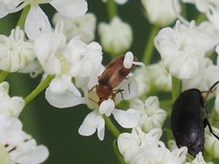Anaspis maculata