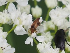 Anaspis maculata