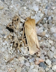 Zosteropoda