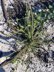 Aspalathus hispida hispida