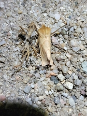 Zosteropoda
