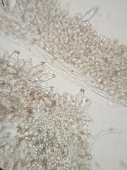 Inocybe violaceocaulis