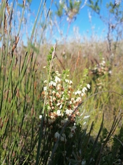Erica intermedia albiflora