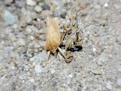 Zosteropoda
