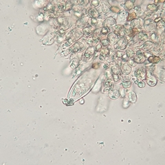 Inocybe violaceocaulis