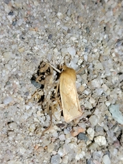 Zosteropoda