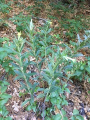 Lithospermum macromeria