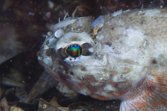 Maxillicosta scabriceps