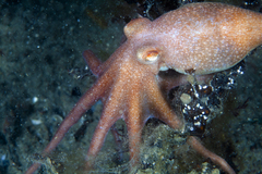 Octopus kaurna