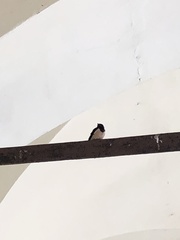 Hirundo rustica