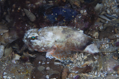 Maxillicosta scabriceps