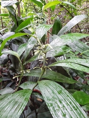 Tropidieae
