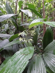 Tropidieae