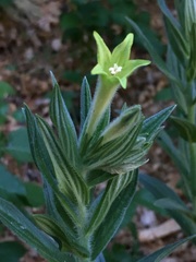 Lithospermum macromeria