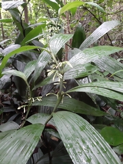 Tropidieae