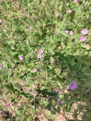 Geranium divaricatum