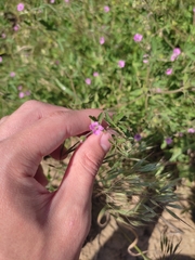 Geranium divaricatum