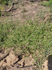 Geranium divaricatum