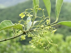 Euonymus nitidus