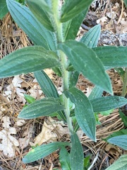 Lithospermum macromeria