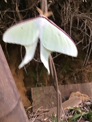 Actias aliena aliena
