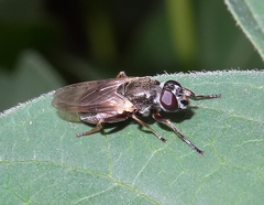 Myolepta