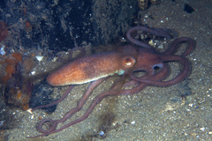 Octopus kaurna