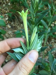Lithospermum macromeria
