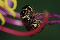 Ceratina collusor