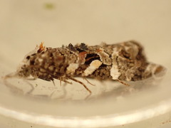 Phtheochroa rugosana
