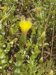 Klasea cerinthifolia