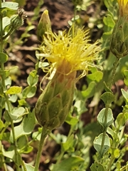 Klasea cerinthifolia