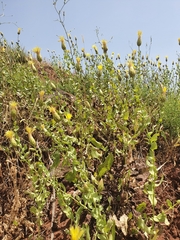 Klasea cerinthifolia