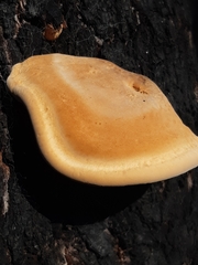Piptoporus australiensis