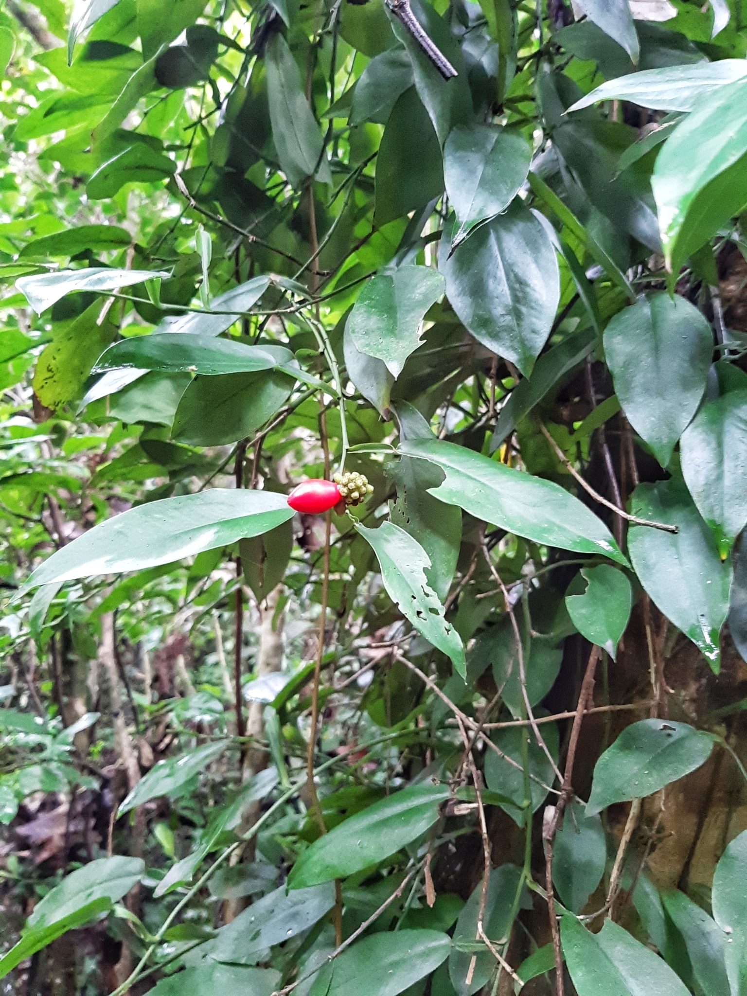 Pothos chinensis — ảnh 3