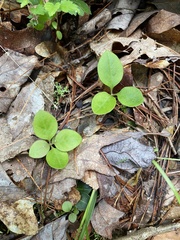 Polygaloides paucifolia