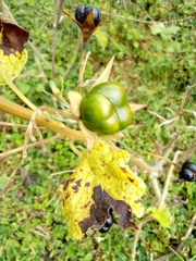 Magnoliopsida