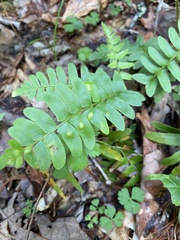 Taphrina polystichi