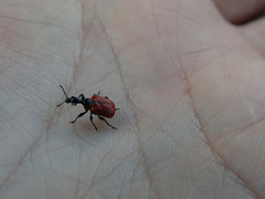 Apoderus coryli