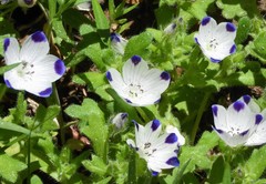 Nemophila maculata