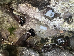 Holothuria cinerascens