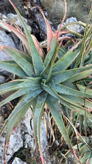 Aloe mutabilis