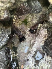 Holothuria cinerascens