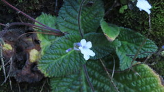 Streptocarpus meyeri